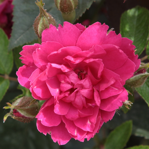 Pink Grootendorst - trandafiri - www.ioanarose.ro